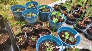 연지골농원_단야님의 금쪽같은 내 작물 자랑하기 · 참여 작성글 사진