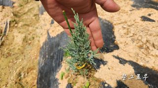 연지골농원_단야님의 금쪽같은 내 작물 자랑하기 · 참여 작성글 사진