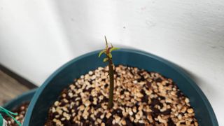 연지골농원_단야님의 금쪽같은 내 작물 자랑하기 · 참여 작성글 사진