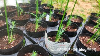 연지골농원_단야님의 금쪽같은 내 작물 자랑하기 · 참여 작성글 사진