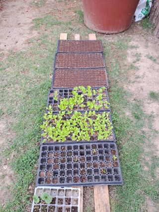 정선경님의 고추 · 일상 작성글 사진