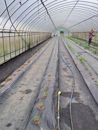 정선경님의 고추 · 일상 작성글 사진