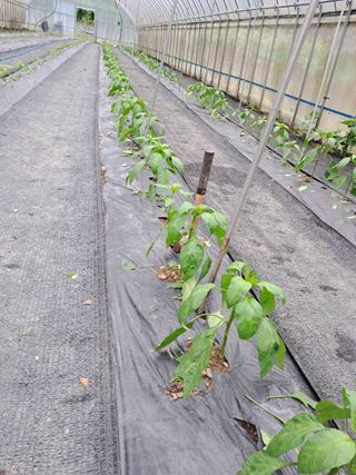 정선경님의 고추 · 일상 작성글 사진