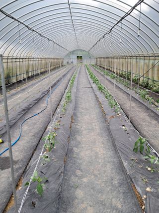 정선경님의 고추 · 일상 작성글 사진