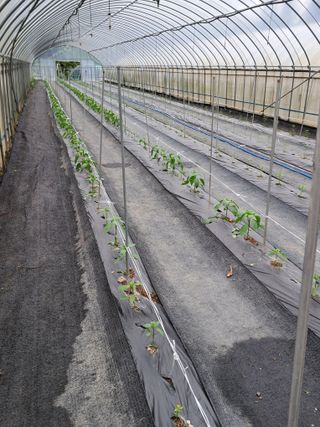 정선경님의 고추 · 일상 작성글 사진