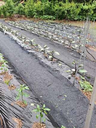 정선경님의 고추 · 일상 작성글 사진