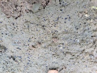 알 수 없음님의 참깨 · 병해충상담 작성글 사진