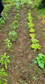 팜모닝 자유주제·자유게시판 게시글 이미지