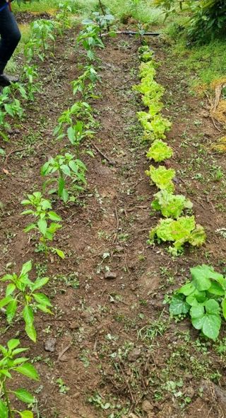 그린톡톡 오계상님의 자유주제 · 자유게시판 작성글 사진