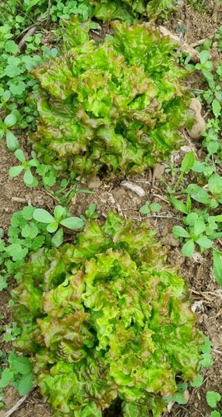 그린톡톡 오계상님의 자유주제 · 자유게시판 작성글 사진