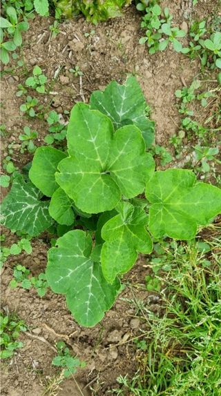 그린톡톡 오계상님의 자유주제 · 자유게시판 작성글 사진