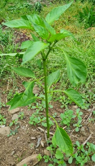 그린톡톡 오계상님의 자유주제 · 자유게시판 작성글 사진