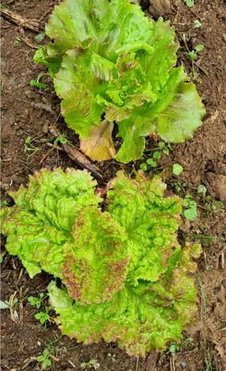 그린톡톡 오계상님의 자유주제 · 자유게시판 작성글 사진