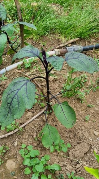 그린톡톡 오계상님의 자유주제 · 자유게시판 작성글 사진