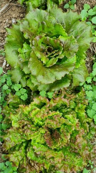 그린톡톡 오계상님의 자유주제 · 자유게시판 작성글 사진