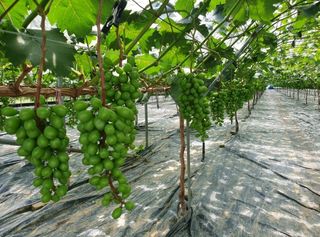 그린톡톡 오계상님의 자유주제 · 자유게시판 작성글 사진