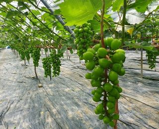 그린톡톡 오계상님의 자유주제 · 자유게시판 작성글 사진