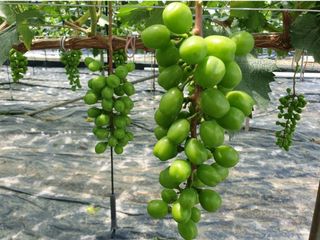 그린톡톡 오계상님의 자유주제 · 자유게시판 작성글 사진