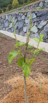 팜모닝 기타작물·병해충상담 게시글 이미지