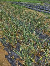 팜모닝 마늘·병해충상담 게시글 이미지