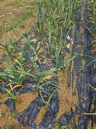 용인농부님의 마늘 · 병해충상담 작성글 사진