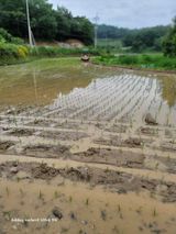 팜모닝 벼·자유게시판 게시글 이미지