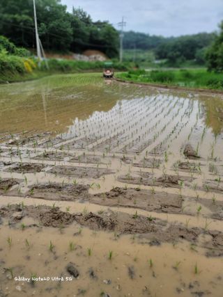 기원운님의 벼 · 자유게시판 작성글 사진