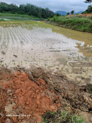 기원운님의 벼 · 자유게시판 작성글 사진