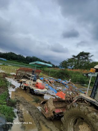 기원운님의 벼 · 자유게시판 작성글 사진