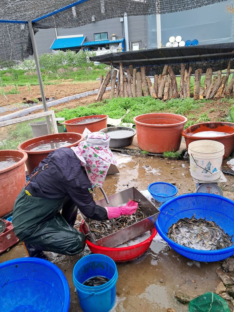 장터 상품 [자연산미꾸라지1키로] 썸네일