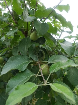 곽은주님의 사과 · 품질 향상 작성글 사진