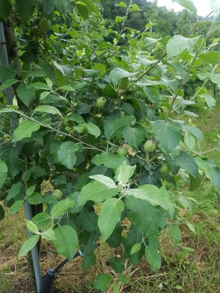 곽은주님의 사과 · 품질 향상 작성글 사진