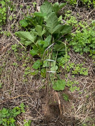 도곡님의 기타작물 · 자유게시판 작성글 사진