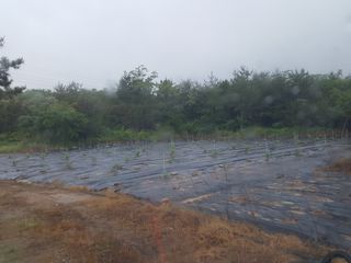 심수보님의 기타작물 · 자유게시판 작성글 사진