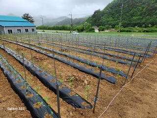 손동현님의 고추 · 파종•정식 작성글 사진