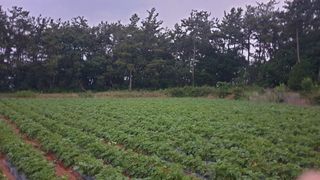 송하영님의 감자 · 자유게시판 작성글 사진