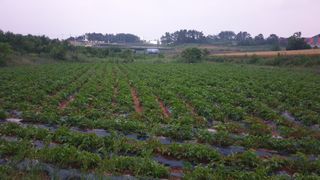 송하영님의 감자 · 자유게시판 작성글 사진