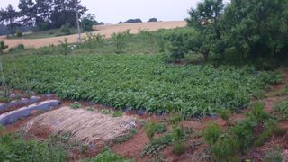 송하영님의 감자 · 자유게시판 작성글 사진