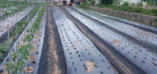 팜모닝회원 성주 님의 자유주제 · 칭찬해요 작성글 사진