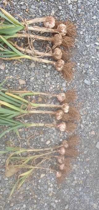 팜모닝회원 성주 님의 자유주제 · 칭찬해요 작성글 사진