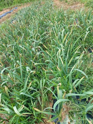 김규현님의 마늘 · 병해충상담 작성글 사진