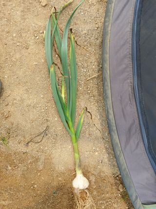 김규현님의 마늘 · 병해충상담 작성글 사진