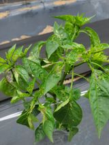 팜모닝 고추·일상 게시글 이미지