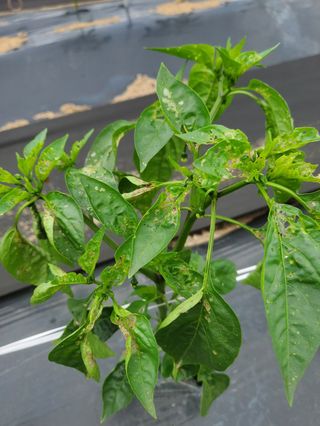 모경님의 고추 · 일상 작성글 사진