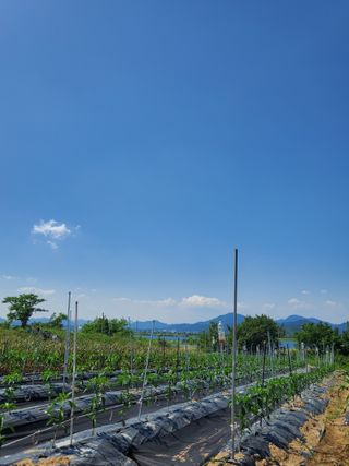 모경님의 고추 · 일상 작성글 사진