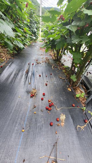 산딸기 쌍둥맘 영신님의 딸기 · 일상 작성글 사진