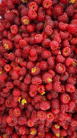 산딸기 쌍둥맘 영신님의 딸기 · 일상 작성글 사진