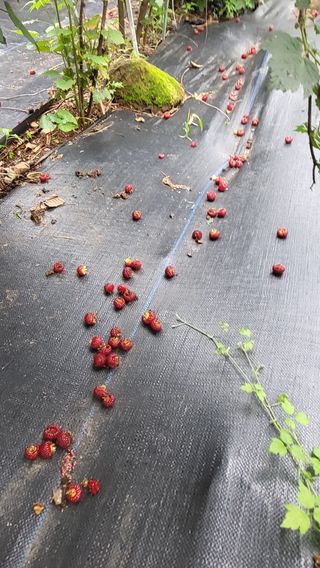 산딸기 쌍둥맘 영신님의 딸기 · 일상 작성글 사진