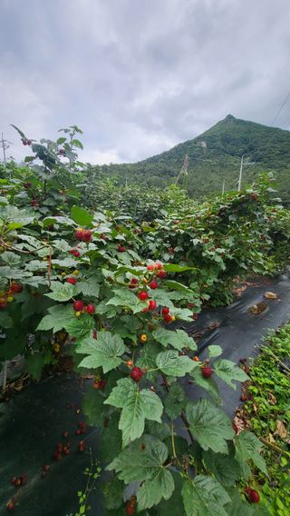 산딸기 쌍둥맘 영신님의 딸기 · 일상 작성글 사진