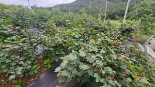 산딸기 쌍둥맘 영신님의 딸기 · 일상 작성글 사진